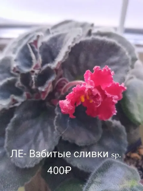 Продажа растений с дачи в Нагаево - Велосипеды в Уфа