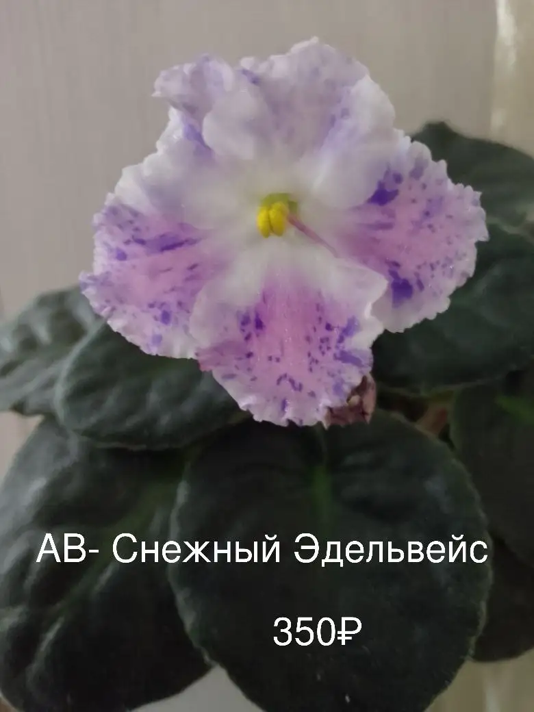 Продажа растений с дачи в Нагаево - Растения (Хобби и отдых) в Уфа