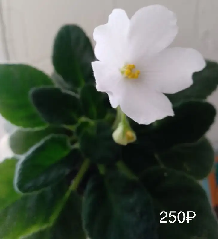 Продажа растений с дачи в Нагаево - Растения (Хобби и отдых) в Уфа