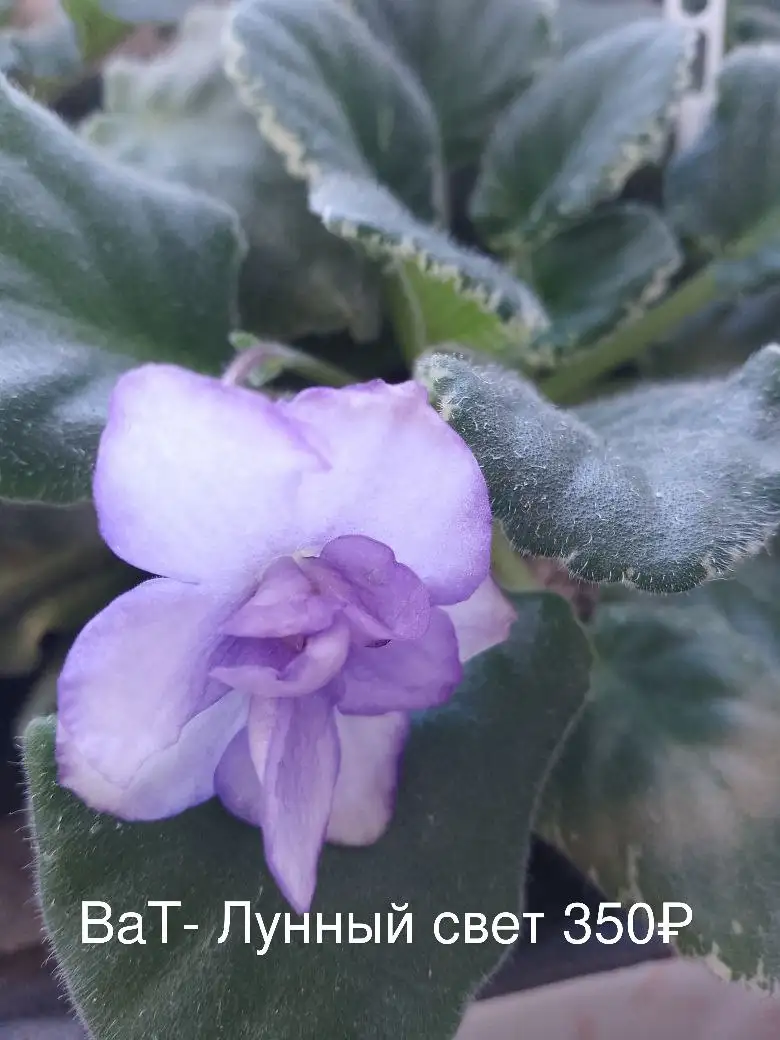 Продажа растений с дачи в Нагаево - Растения (Хобби и отдых) в Уфа