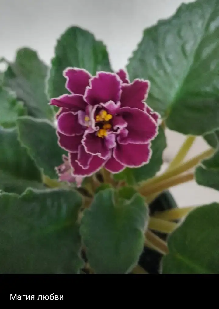 Продажа растений с дачи в Нагаево - Растения (Хобби и отдых) в Уфа