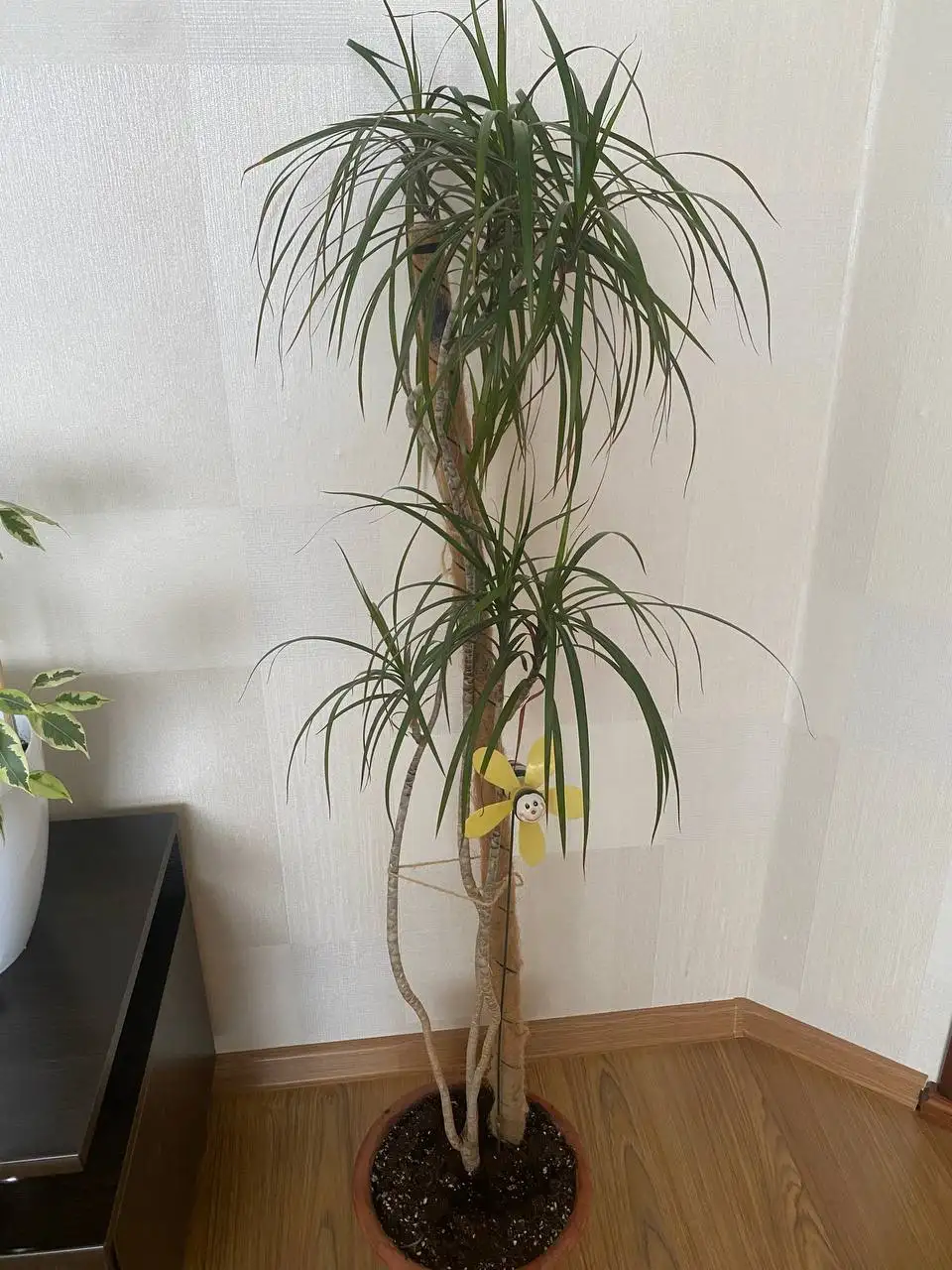 Пальма Драцена высотой 1,2 метра - Растения (Хобби и отдых) в Уфа