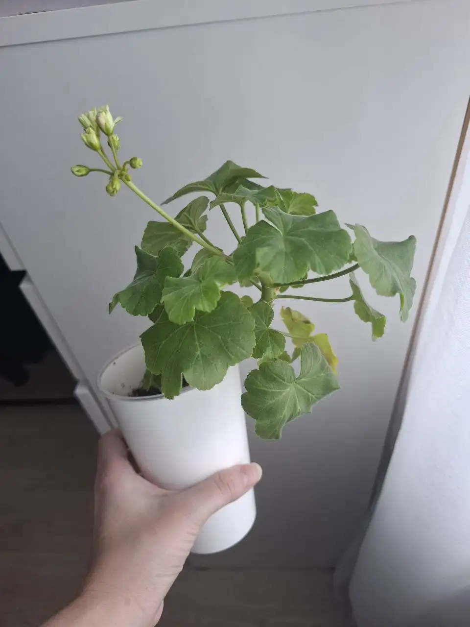 Продам герань - Растения (Хобби и отдых) в Уфа