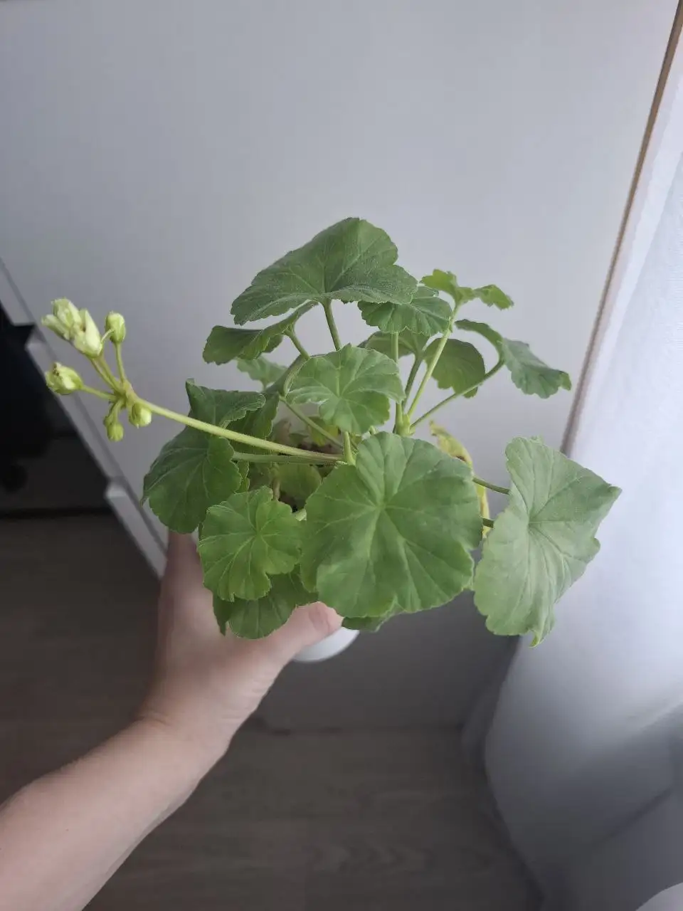 Продам герань - Растения (Хобби и отдых) в Уфа