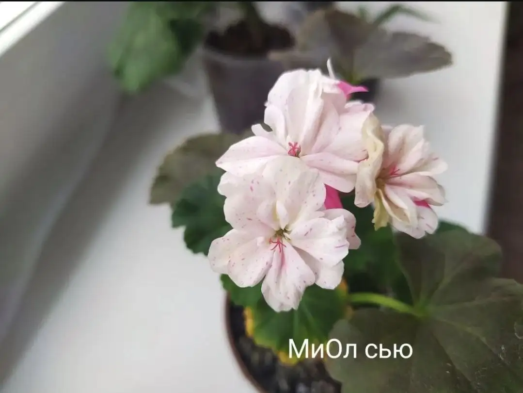 Продам герань - Растения (Хобби и отдых) в Уфа