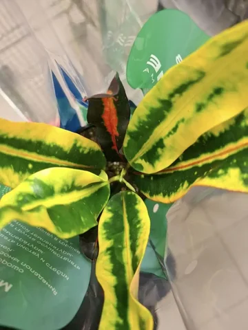 Кротон - Велосипеды в Уфа