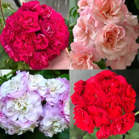 Излишки сортовых пеларгоний - Велосипеды в Уфа