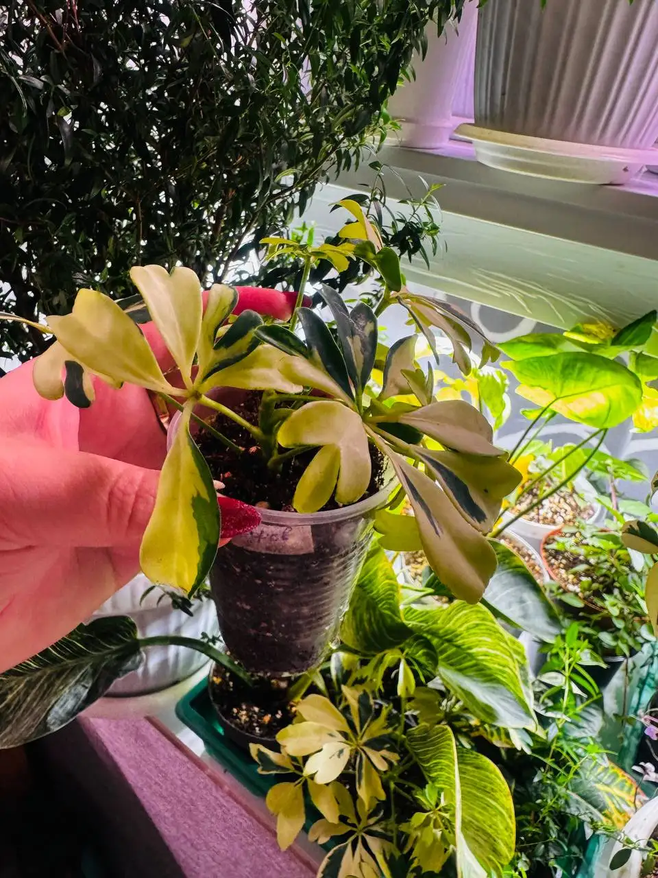 Растения с дачи в Уфе - Растения (Хобби и отдых) в Уфа