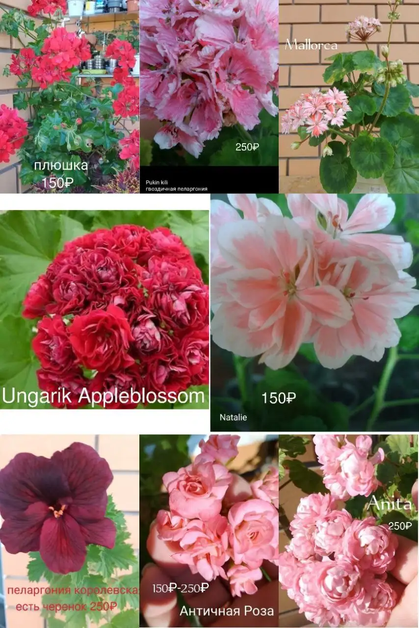 Продажа растений с дачи в Нагаево - Растения (Хобби и отдых) в Нагаево