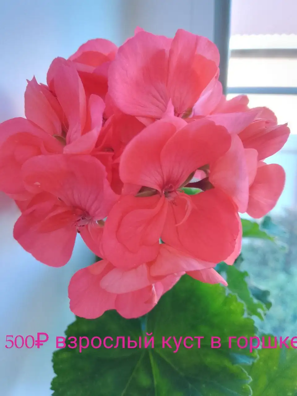 Продажа растений с дачи в Нагаево - Растения (Хобби и отдых) в Нагаево