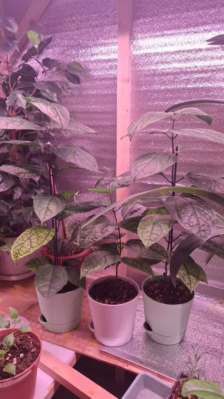 Клеродендрум Томпсона в Уфе - Растения (Хобби и отдых) в Уфа