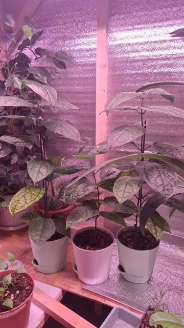 Клеродендрум Томпсона в Уфе - частное объявление в Уфа