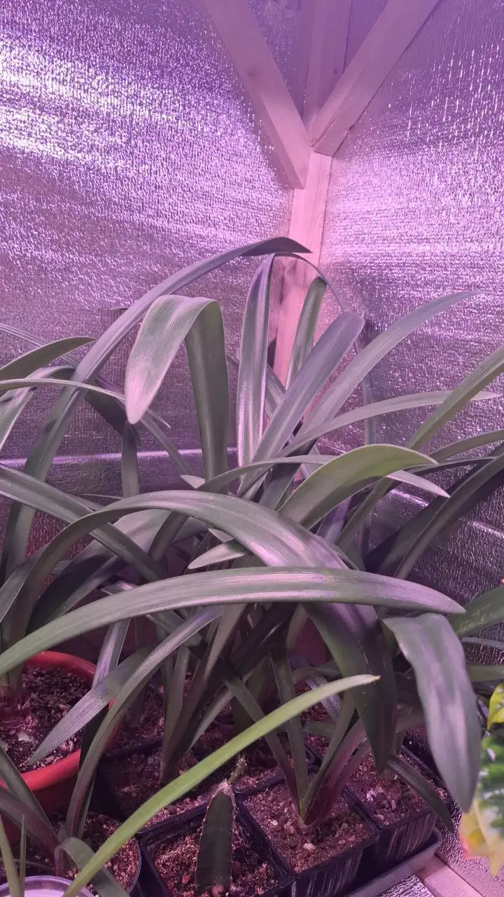 Детки гиппеаструма (амаралиса) в Уфе - Растения (Хобби и отдых) в Уфа