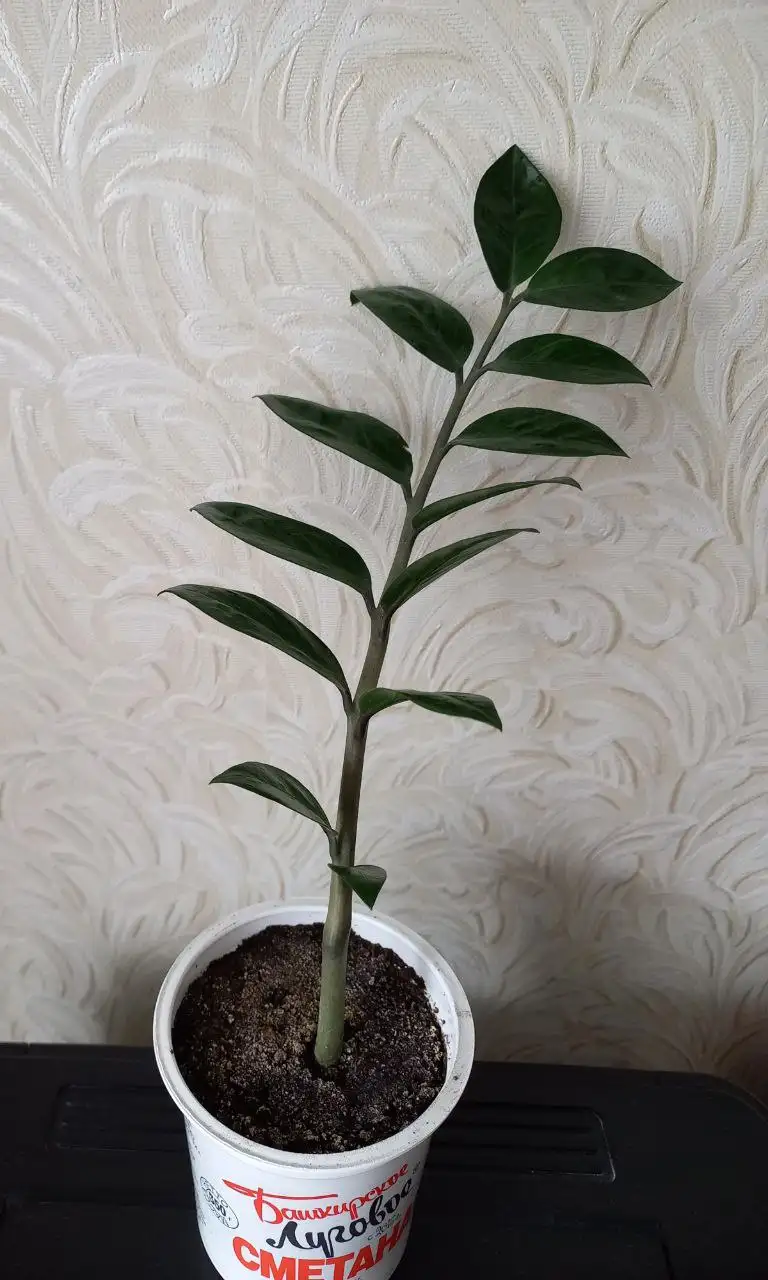 Растения для дачи в Уфе - Растения (Для дома и дачи) в Уфа