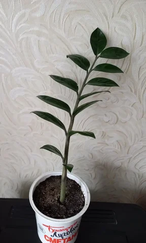 Растения для дачи в Уфе - Для дома и дачи в Уфа