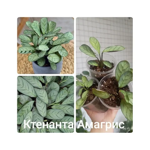 Излишки растений с дачи - частное объявление в Уфа