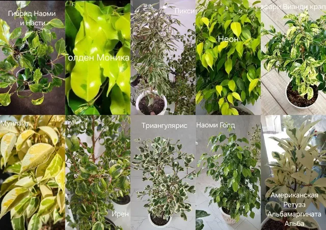 Продажа фикусов и кротонов разных сортов и возраста - частное объявление в Уфа