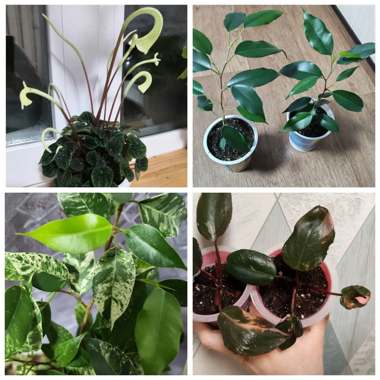 Продажа комнатных растений в Уфе - Растения (Хобби и отдых) в Уфа