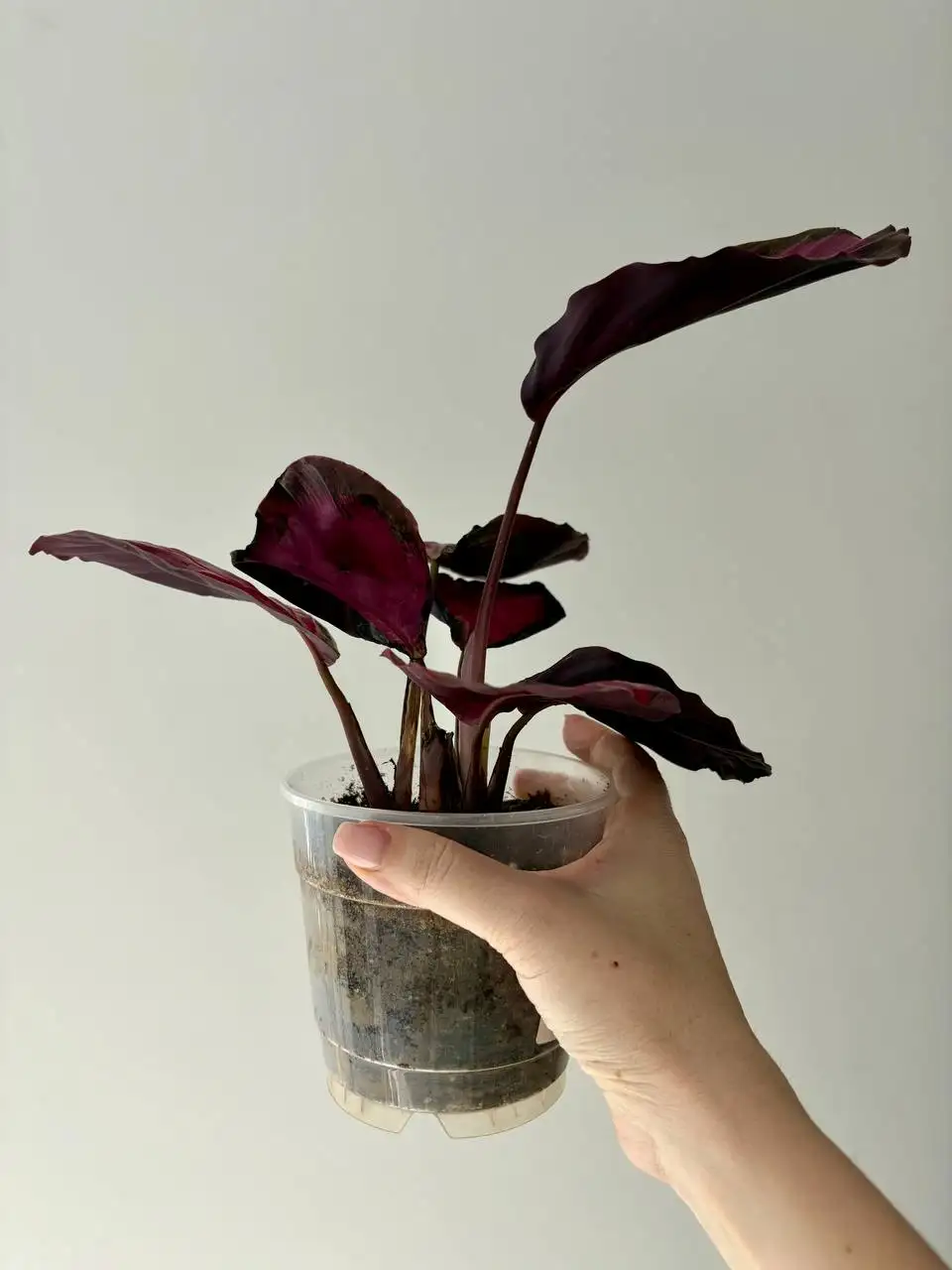 Калатея Розепикта в горшке 0,7 л - Растения в Уфа