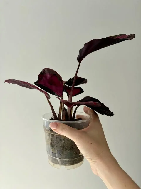 Калатея Розепикта в горшке 0,7 л - частное объявление в Уфа