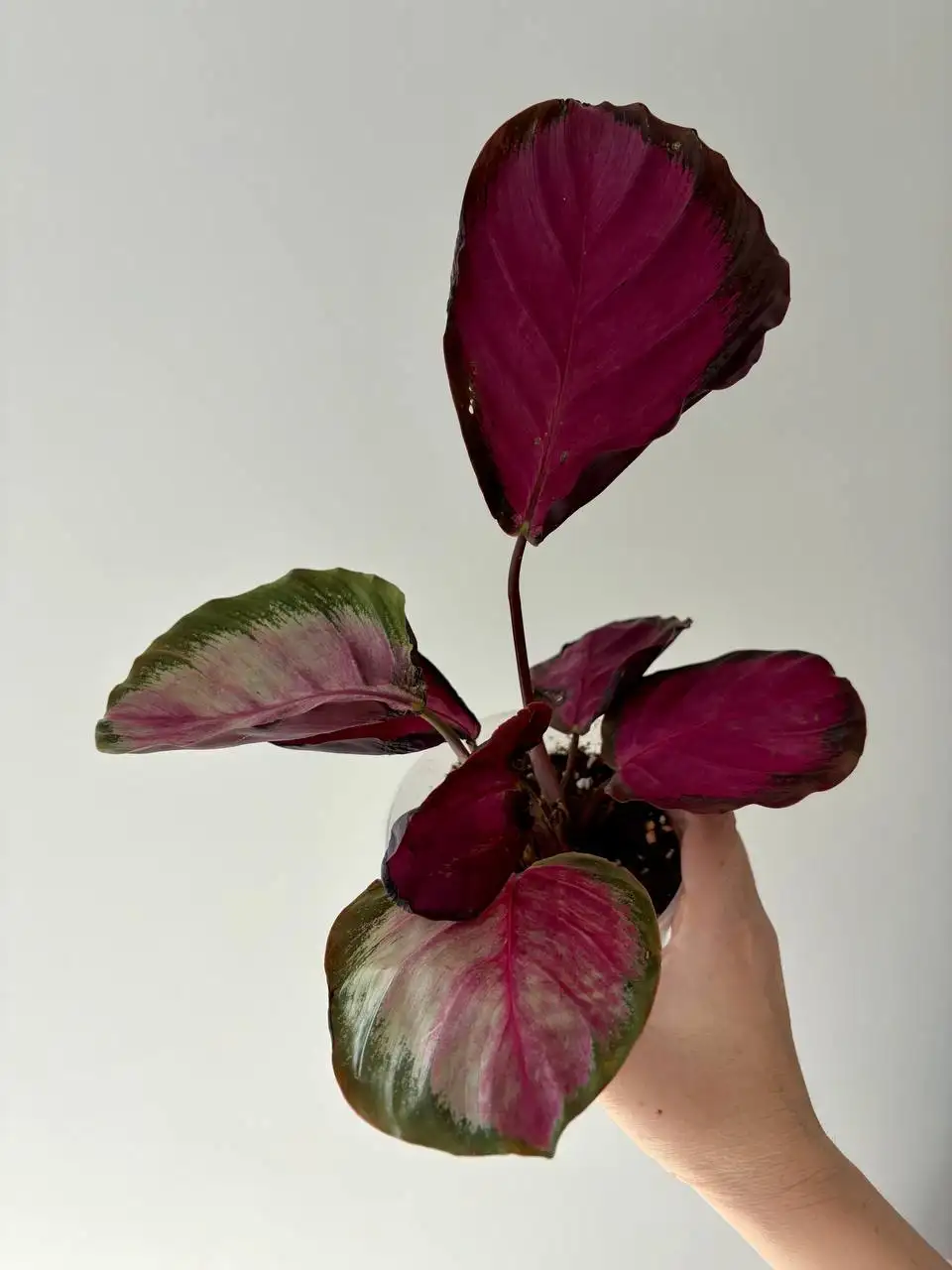 Калатея Розепикта в горшке 0,7 л - Растения в Уфа