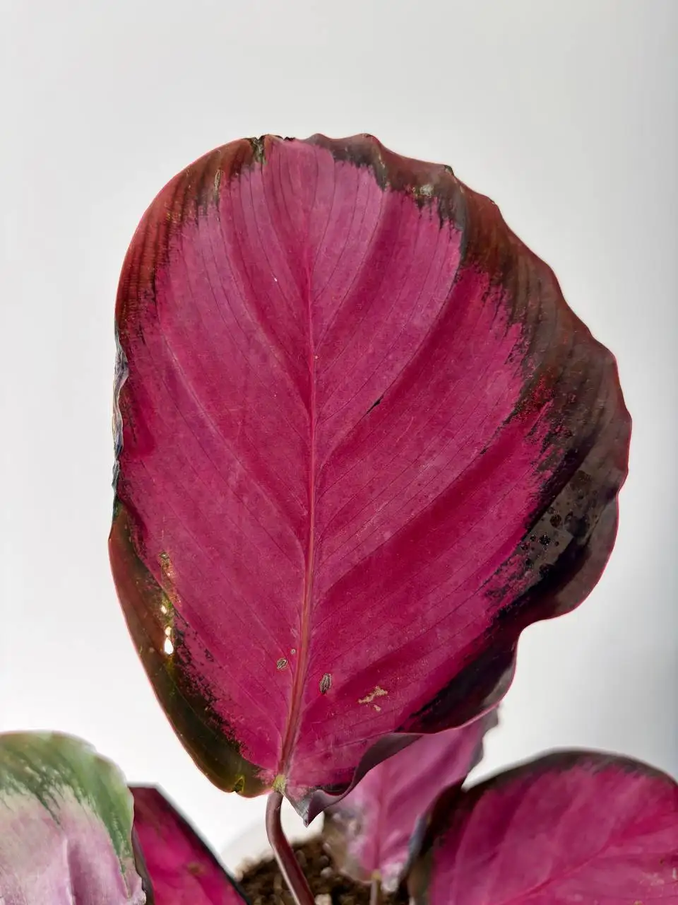 Калатея Розепикта в горшке 0,7 л - Растения в Уфа