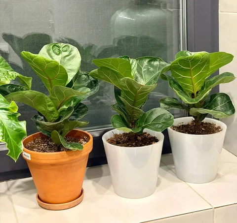 Продажа растений Лирата Бамбино в горшках - частное объявление в Уфа