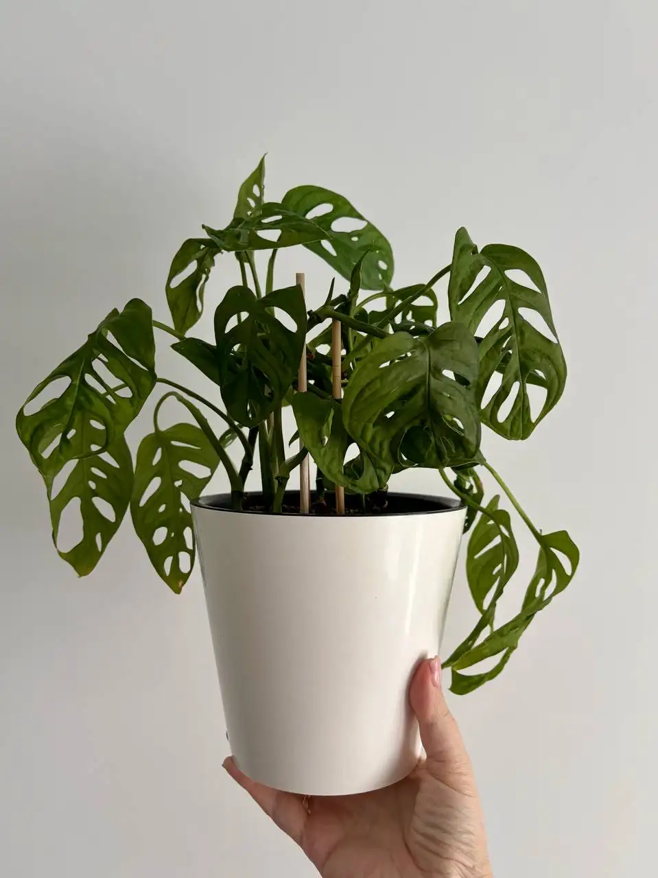 Монстера Адансона в двойном горшке - Растения (Хобби и отдых) в Уфа