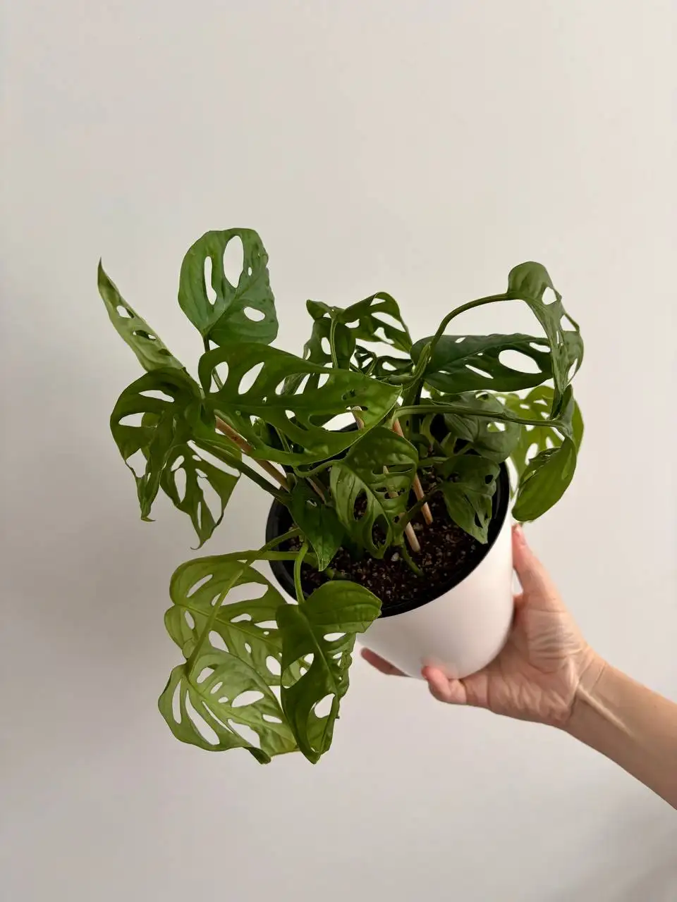 Монстера Адансона в двойном горшке - Растения (Хобби и отдых) в Уфа