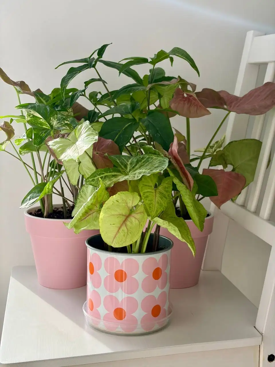 Сингониумы в горшках на 8 марта - Растения (Хобби и отдых) в Уфа