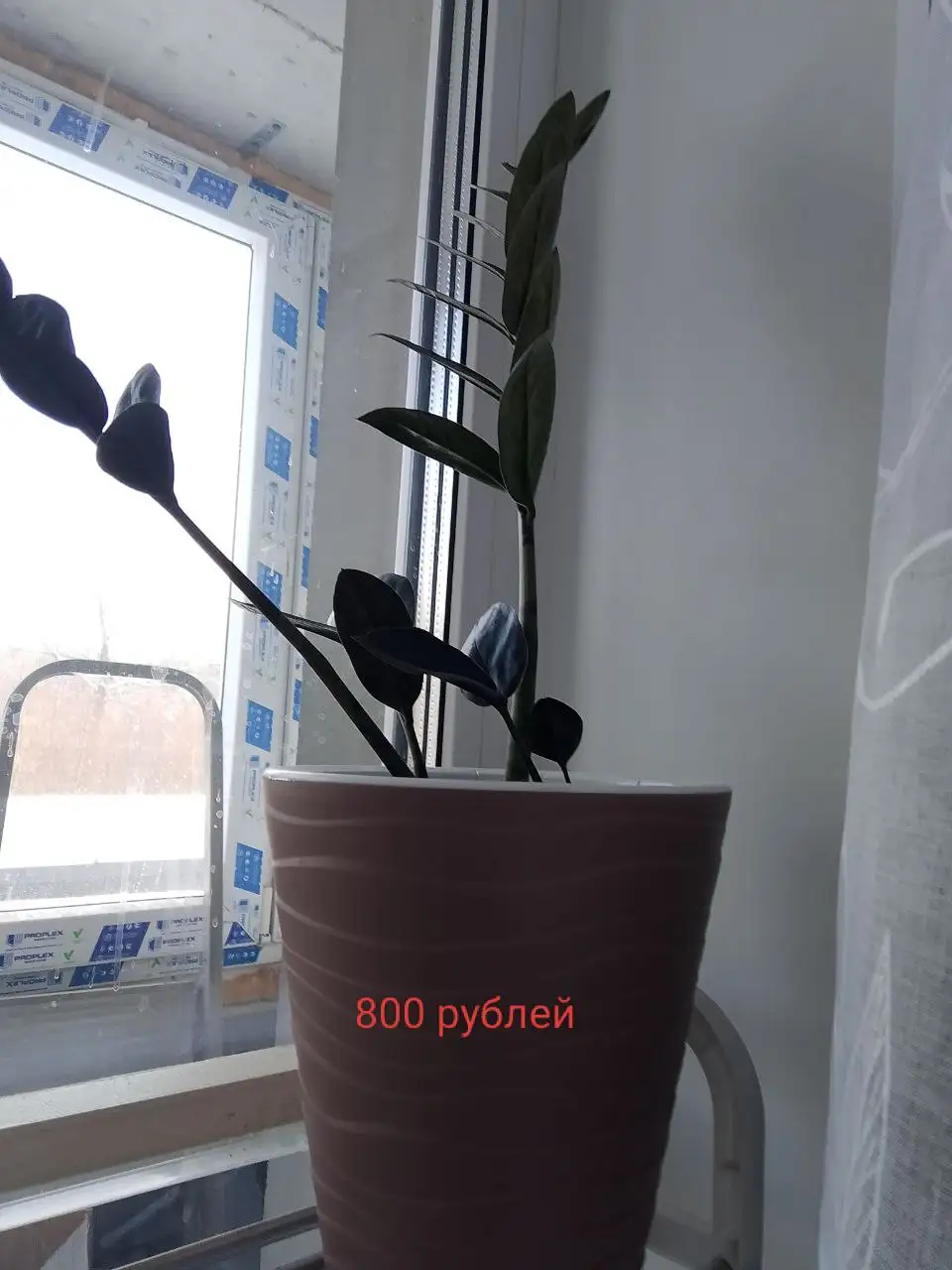 Звмиокулькасы выращенные из листочков - Растения (Хобби и отдых) в Уфа