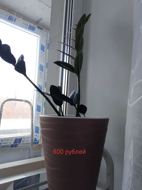 Звмиокулькасы выращенные из листочков - частное объявление в Уфа