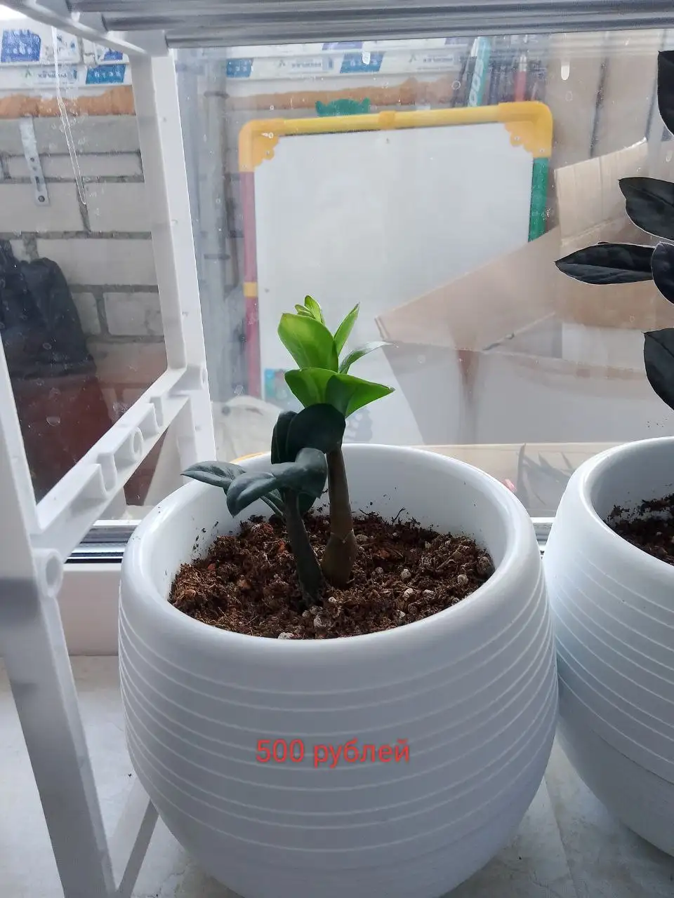 Звмиокулькасы выращенные из листочков - Растения (Хобби и отдых) в Уфа