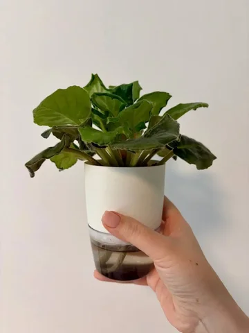 Комнатные растения на даче - частное объявление в Уфа