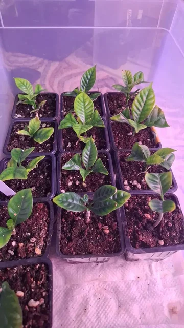 Табернемонтана - укорененные черенки - частное объявление в Уфа