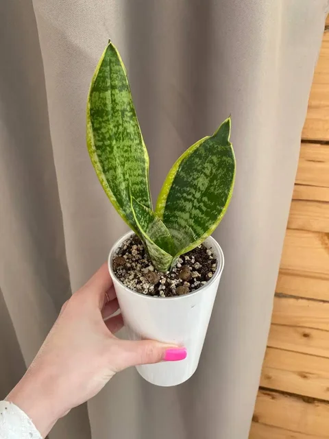 Продам комнатные цветы иглино - частное объявление в Уфа