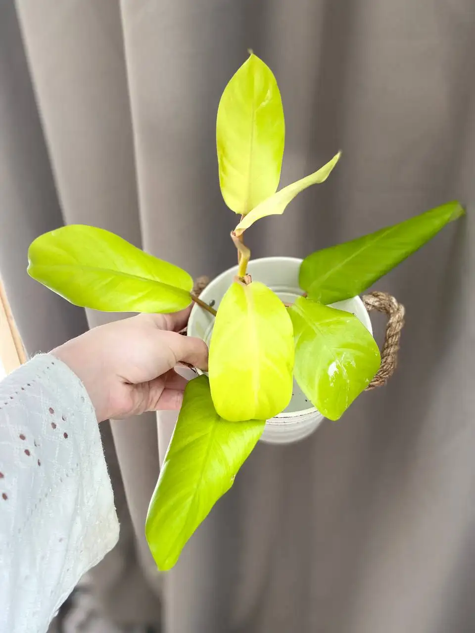 Продам комнатные цветы иглино - Растения (Хобби и отдых) в Уфа