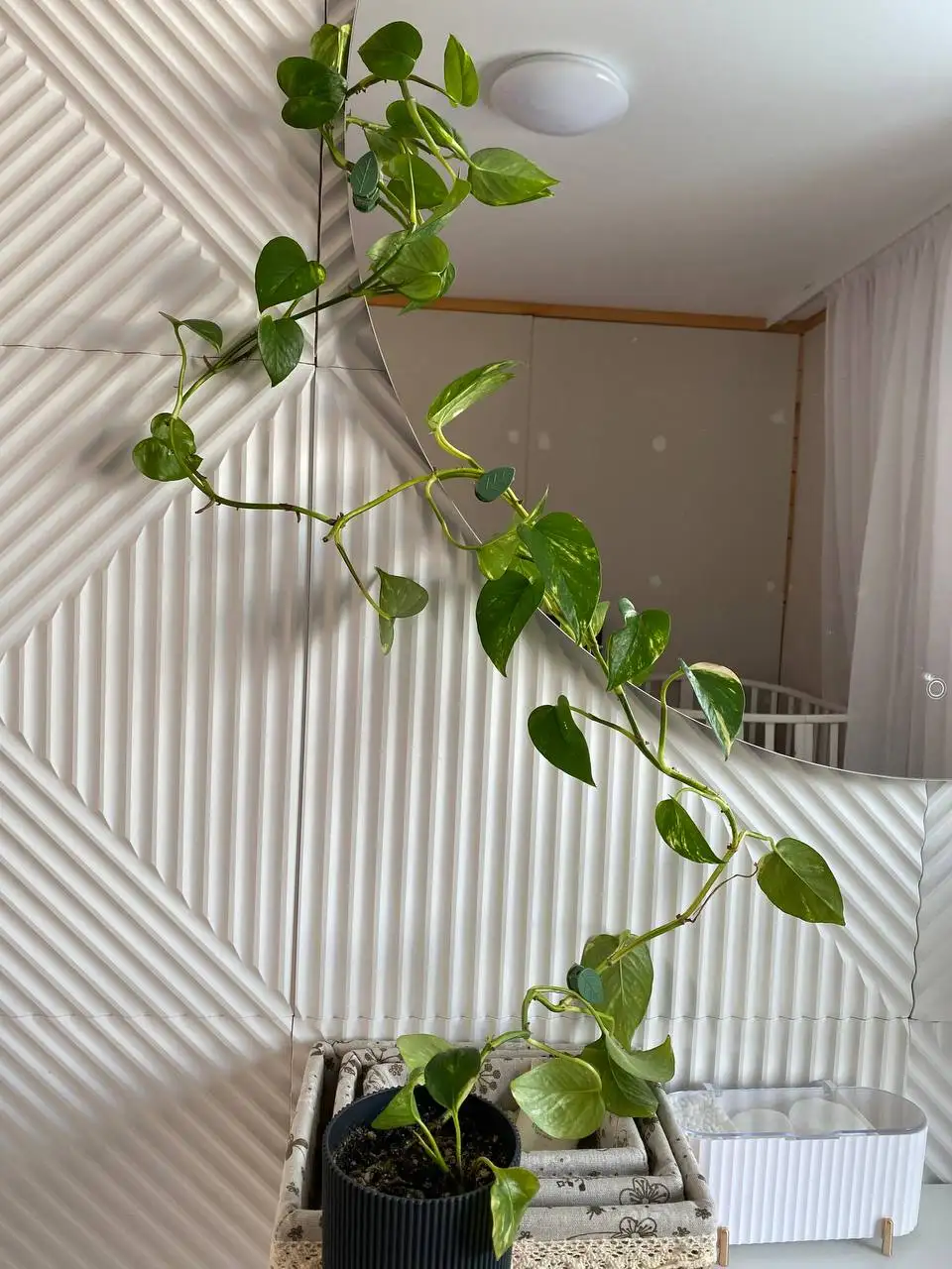 Продам комнатные цветы иглино - Растения (Хобби и отдых) в Уфа