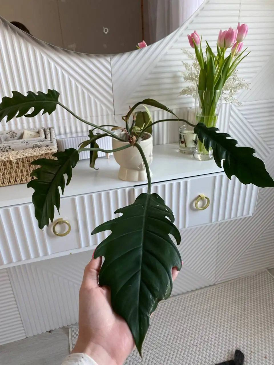 Продам комнатные цветы иглино - Растения (Хобби и отдых) в Уфа