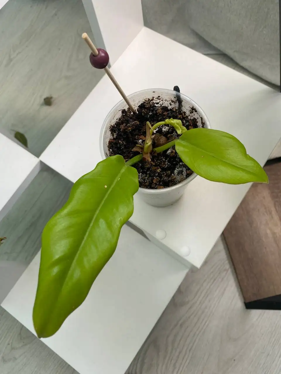 Продам комнатные цветы иглино - Растения (Хобби и отдых) в Уфа