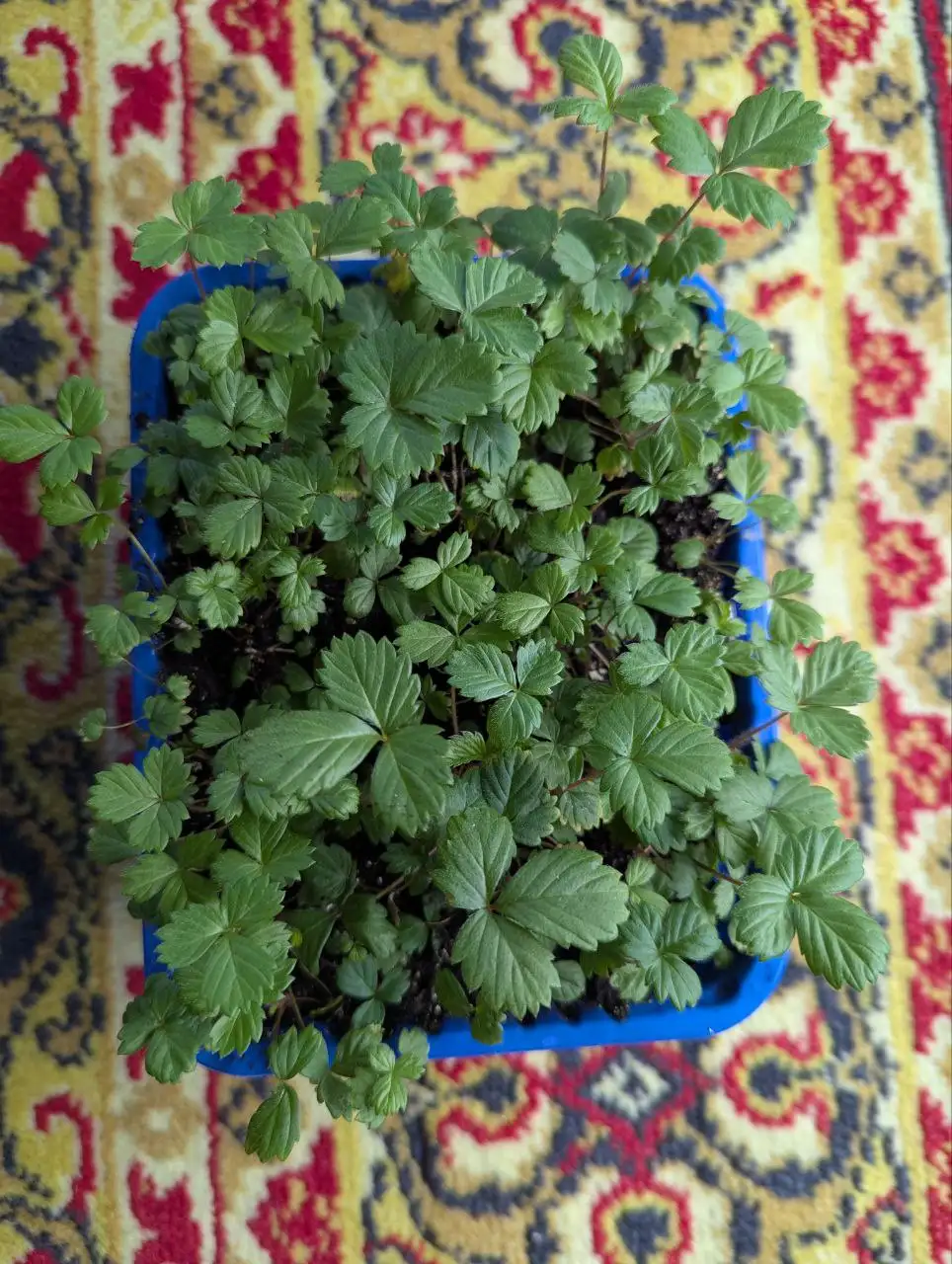 Ремонтантная земляника Барон Солемахер, Руяна и Али Баба - Растения в Уфа