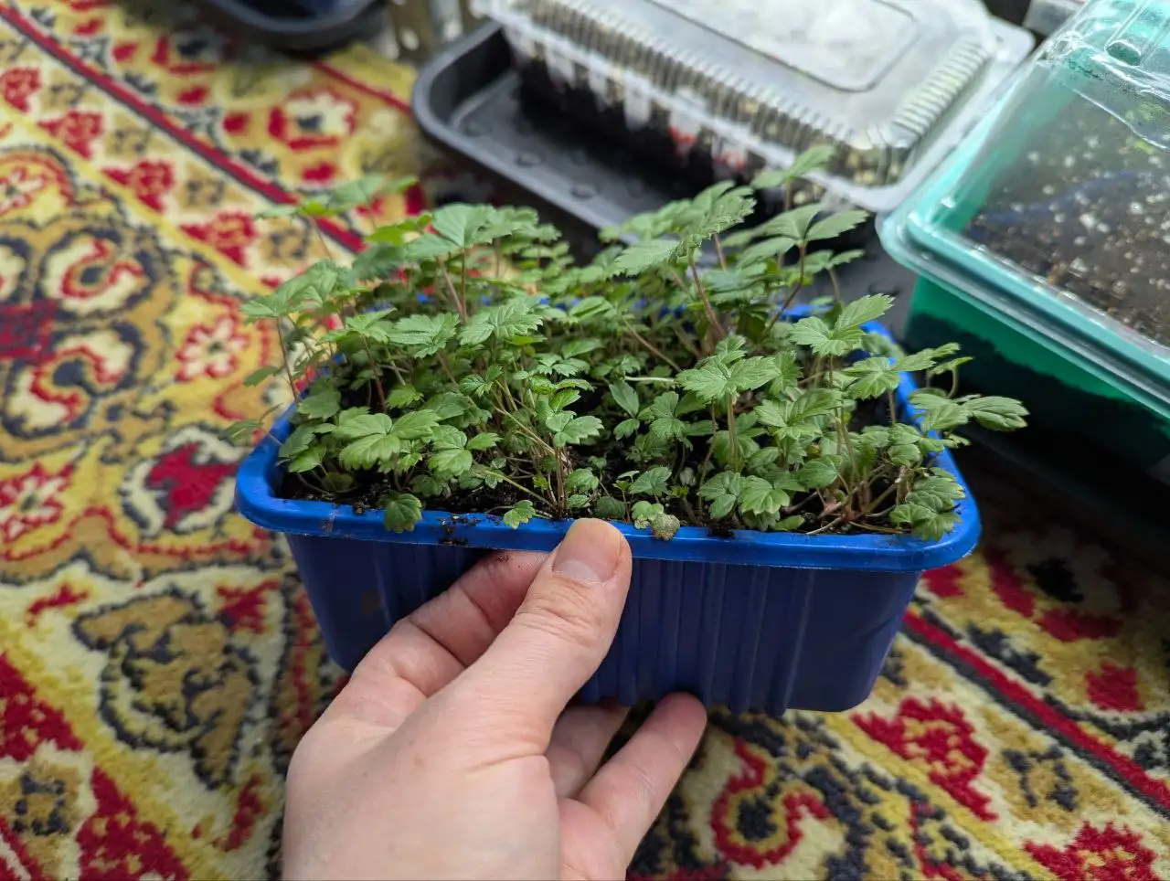 Ремонтантная земляника Барон Солемахер, Руяна и Али Баба - Растения в Уфа