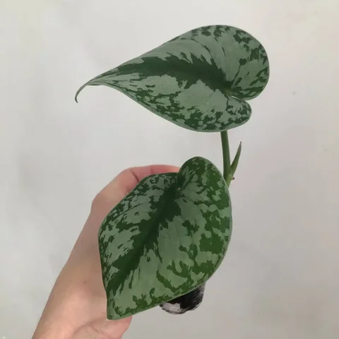 Продажа растения Сциндапсус пиктус треби в Уфе - частное объявление в Уфа