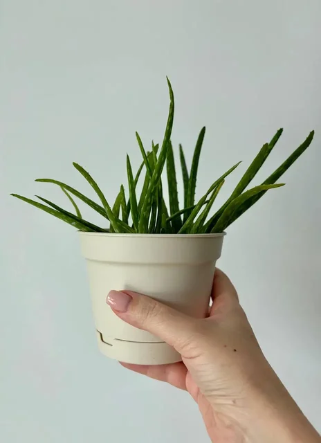 Алоэ в пластиковых горшках 0,7 л - частное объявление в Уфа