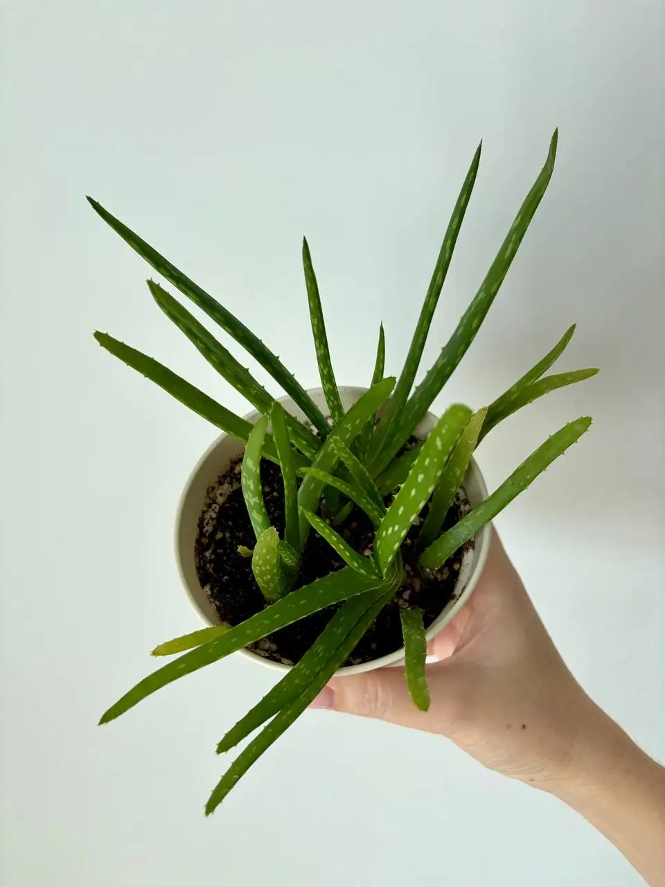 Алоэ в пластиковых горшках 0,7 л - Растения (Хобби и отдых) в Уфа