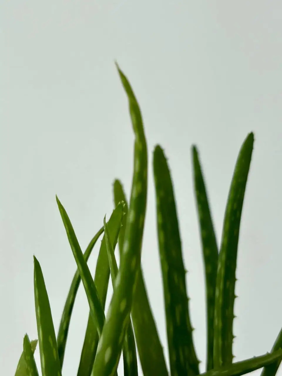 Алоэ в пластиковых горшках 0,7 л - Растения (Хобби и отдых) в Уфа