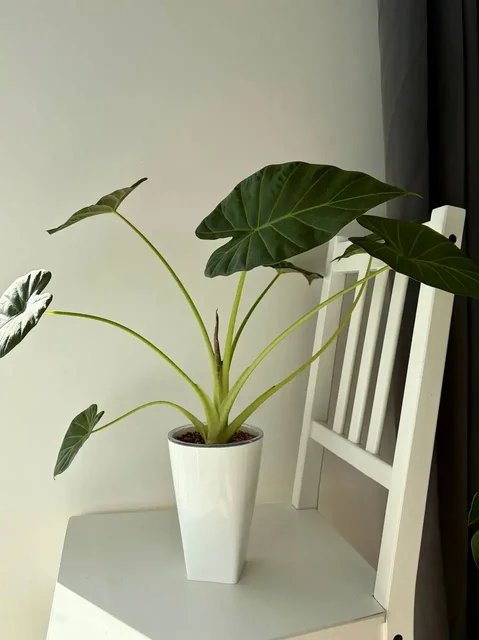 Алоказия регал шилдс крупномер в кашпо Грейс - частное объявление в Уфа