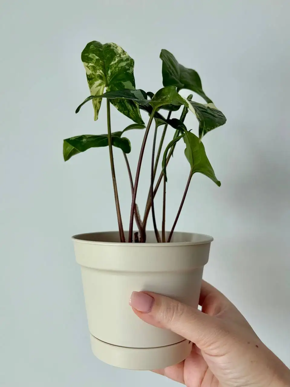 Сингониум вайт империал в пластиковом горшке 0,7 л - Комнатные растения (Хобби и отдых) в Уфа