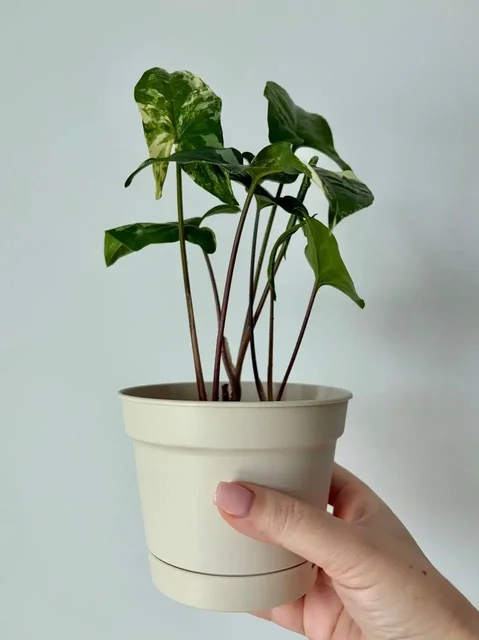 Сингониум вайт империал в пластиковом горшке 0,7 л - частное объявление в Уфа