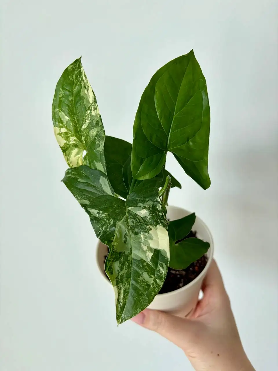 Сингониум вайт империал в пластиковом горшке 0,7 л - Комнатные растения (Хобби и отдых) в Уфа